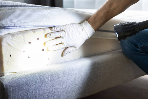 Best Wasp Removal Services  in Gloucester, MA